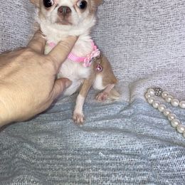 Divinity - Chihuahua