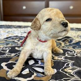 Miss Red Collar - Apricot female Poodle puppy in Screven, Georgia from Dreamland Standard Poodles