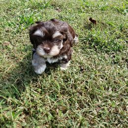 Boy 1 - Havanese puppy from Hillbilly Havanese