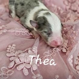 Shetland Sheepdog Puppies from Kim's Shetland Sheepdogs