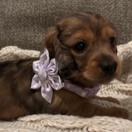 Foxy - Red female Dachshund puppy in Mesa, Arizona from Ruby Desert Doxies