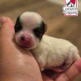 Peter Parker - Black tan and white male Biewer Terrier puppy in California from Corazon de gigante