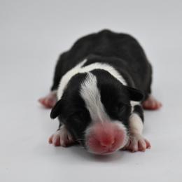 Harvest - Black and white male Cardigan Welsh Corgi puppy in Bland, Missouri from Shadey Lane Corgis