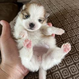 Lovey - Tri-colored female Pomeranian puppy in Jefferson City, Missouri from MJ’s Pomeranians