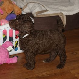 Poodle Puppies from RK'S Pets