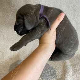 Great Dane Puppies from Parker's Great Danes