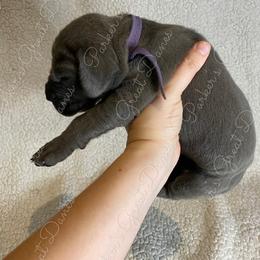 Great Dane Puppies from Parker's Great Danes