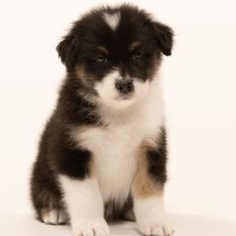 Boy 5 - male Australian Shepherd puppy in Mattawan, Michigan from EarlyUp Australian Shepherds