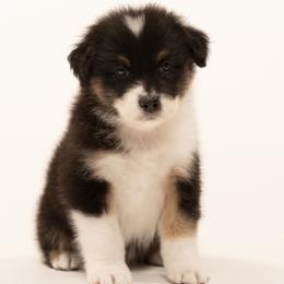Boy 5 - male Australian Shepherd puppy in Mattawan, Michigan from EarlyUp Australian Shepherds