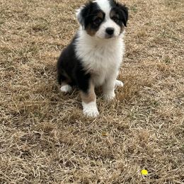 Cabernet - Black tri-color Australian Shepherd puppy in Washington from White House Australian Shepherds