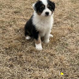 Cabernet - Black tri-color Australian Shepherd puppy in Washington from White House Australian Shepherds