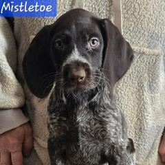 Girl 2 - Liver and white female German Wirehaired Pointer puppy in Wellston, Ohio from Blue Line GWPs
