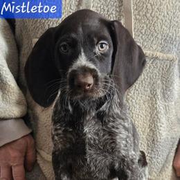 Girl 2 - Liver and white female German Wirehaired Pointer puppy in Wellston, Ohio from Blue Line GWPs