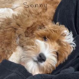 Sunny - Goldendoodle