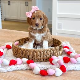 BUBBLY - Apricot female Goldendoodle puppy in Bell Buckle, Tennessee from Precious Puptown Doodles