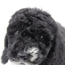 Assorted Doodle Crosses, Bernedoodle, Double Doodle, Goldendoodle, Labradoodle, and Whoodle Puppies from Our Little Farm Life Doodles