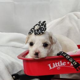 Muffy: OFA parents - White female Coton de Tulear puppy in Westfield, North Carolina from Legacy Pets