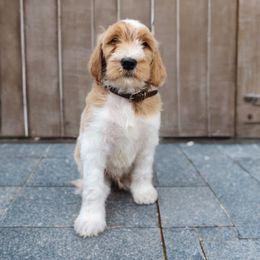 Labradoodle and Poodle Puppies from Caris Paws Poodles and Doodles