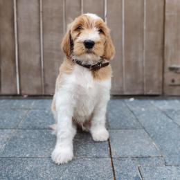 Labradoodle and Poodle Puppies from Caris Paws Poodles and Doodles