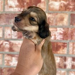 King - Cream male Dachshund puppy in Deming, New Mexico from FoxieDoxies of New Mexico