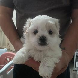 Howie - White male Mal-Shi puppy in Belleville, Michigan from Michigan Maltese Puppies