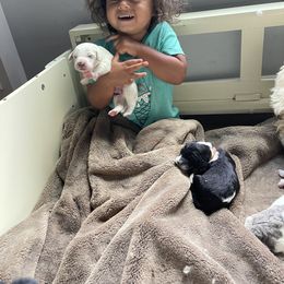 Double Doodle Puppies from Kirkham Doods