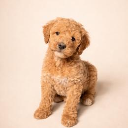 Goldendoodle and Golden Retriever Puppies from PuppyBlossom