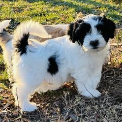 Shichon Puppies from Great Lakes Teddy Bear Dogs