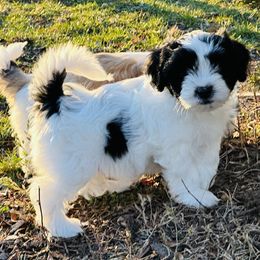 Shichon Puppies from Great Lakes Teddy Bear Dogs