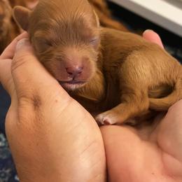 Wave - Red male Cavapoo puppy in Van Alstyne, Texas from Home Grown Puppies