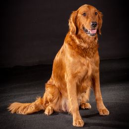 Blossom - Golden Retriever