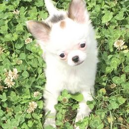 Chihuahuas from Marjax Chihuahuas