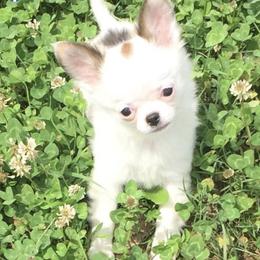 Chihuahuas from Marjax Chihuahuas