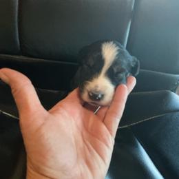Diamond - Black tri-color female Australian Shepherd puppy in Brownfield, Maine from Misty Feather Aussies