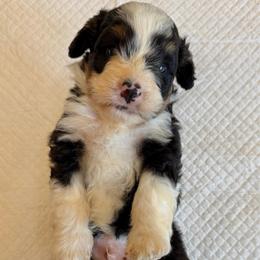 Tricolor male - Tri-color male Bernedoodle puppy in Brooksville, Florida from Kruger Doodles