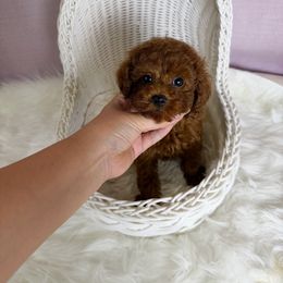 Kai(AKC ting) - Red  male Poodle puppy in Moreno Valley, California from Yanni's Poodle