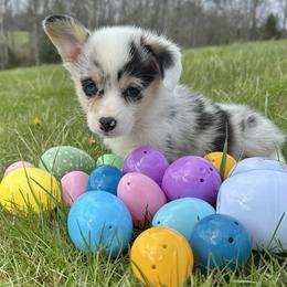 Lady - female Pembroke Welsh Corgi puppy in Olive Hill, Kentucky from Tompkins Farm
