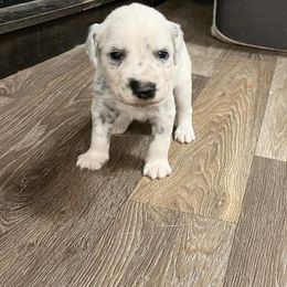 Dalmatian Puppies from A’s Spots & Dots Dalmatians