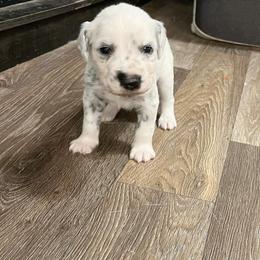 Dalmatian Puppies from A’s Spots & Dots Dalmatians