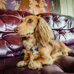 Willow - Dachshund
