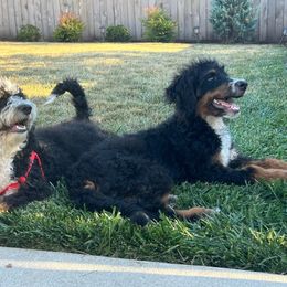 Boy 3 Benjamin bunny - Tri-color male Bernedoodle puppy in Vancouver, Washington from Doo a Little Doodle