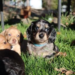 Ollie - Dapple male Dachshund puppy in Prospect, Oregon from Spunky Sausage Pups