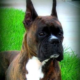 Miles - Boxer