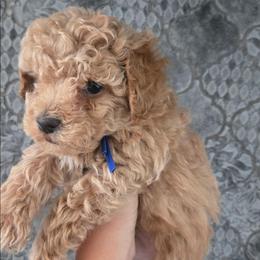 Tank - Apricot male Poodle puppy in Mapleton, Utah from Caboodles Of Poodles
