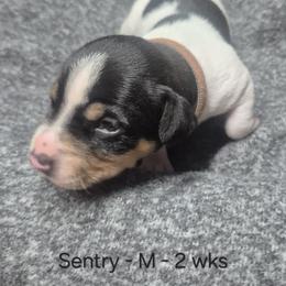 Sentry - White and black male Teddy Roosevelt Terrier puppy in Murray, Kentucky from Froschwald German Shepherds and Xanadu Teddy Roosevelt Terriers