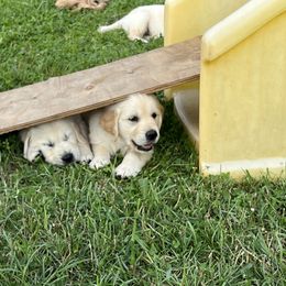 Golden Retriever Puppies from Stud Service