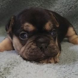 Quanah Parker - Black and tan male French Bulldog puppy in Ardmore, Oklahoma from Big Ox Bulldogs
