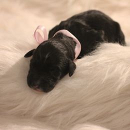 Bernedoodle, Goldendoodle, and Poodle Puppies from DN Poodles and Doodles