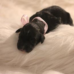 Bernedoodle, Goldendoodle, and Poodle Puppies from DN Poodles and Doodles