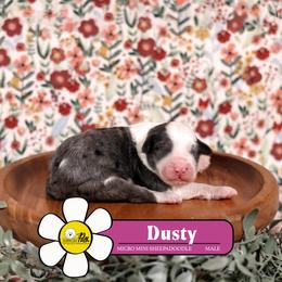 Dusty - Blue merle and white male Sheepadoodle puppy in Cleveland, Tennessee from Narrow Path Old English & Sheepadoodles